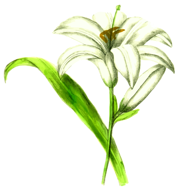 Free Lily Flower Plant Leaf Clipart Clipart Transparent Background