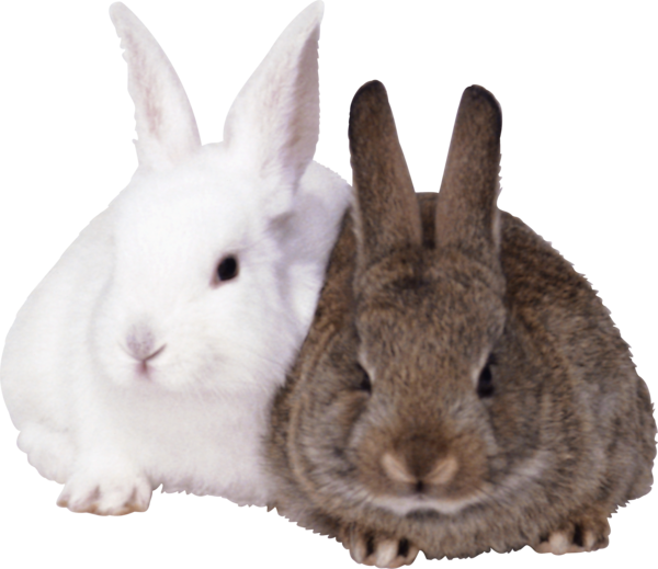 Free Rabbit Rabbit Snout Hare Clipart Clipart Transparent Background
