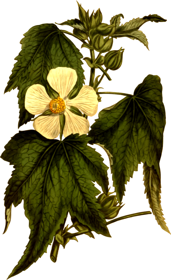 Free Herb Flower Plant Leaf Clipart Clipart Transparent Background