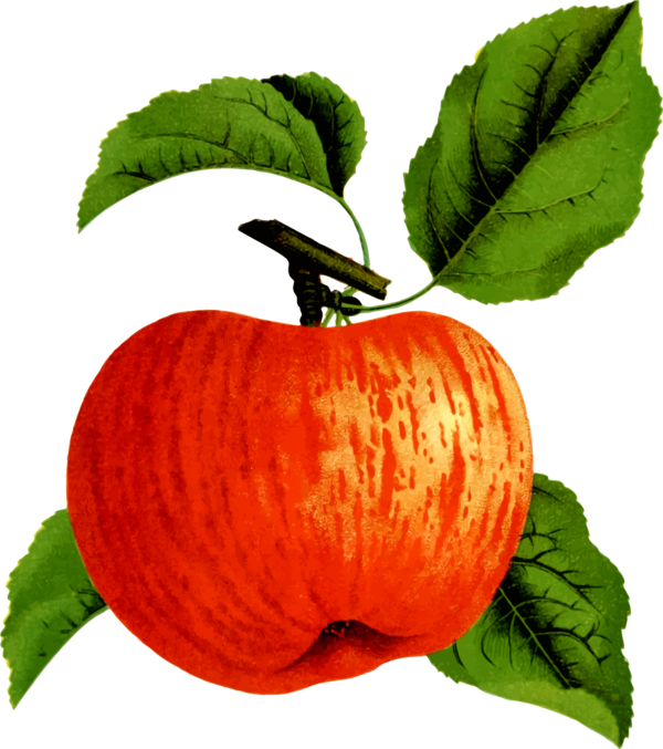 Free Vegetable Natural Foods Fruit Apple Clipart Clipart Transparent Background