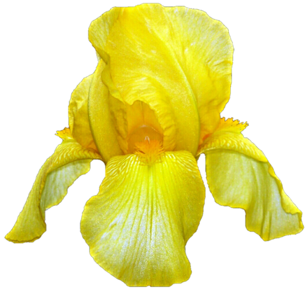 Free Family Flower Iris Plant Clipart Clipart Transparent Background