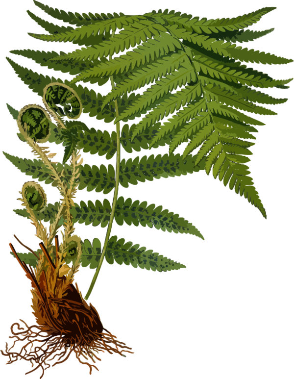 Free Leaf Plant Ferns And Horsetails Leaf Clipart Clipart Transparent Background