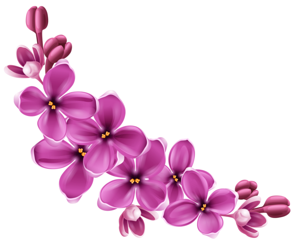 Free Tulip Lilac Flower Violet Clipart Clipart Transparent Background