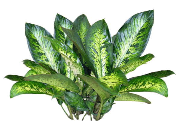 Free Herb Plant Leaf Flowerpot Clipart Clipart Transparent Background