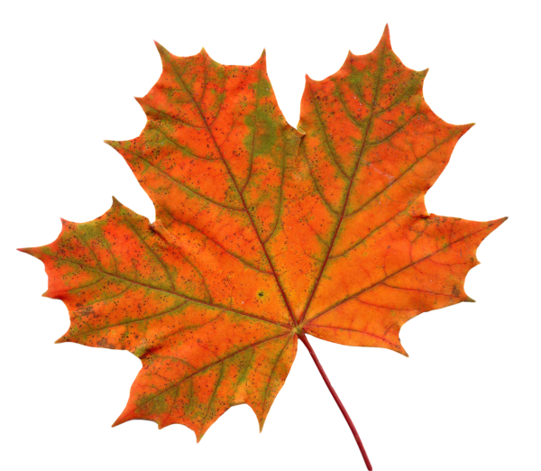 Free Family Maple Leaf Leaf Tree Clipart Clipart Transparent Background