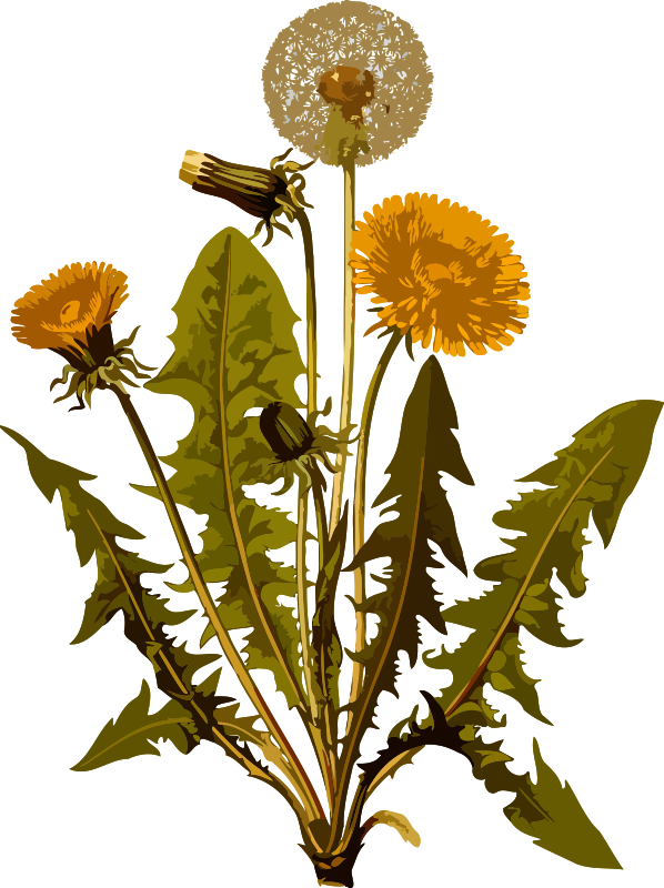 Free Lion Flower Plant Flora Clipart Clipart Transparent Background