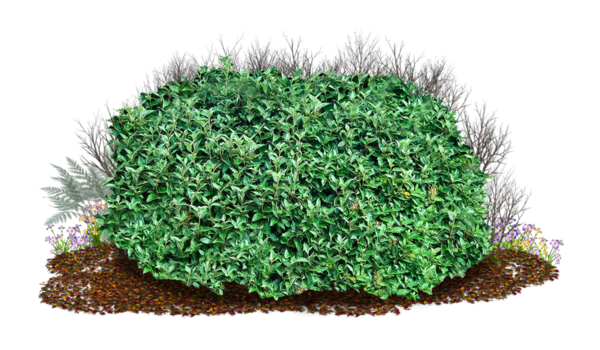 Free Grass Grass Plant Shrub Clipart Clipart Transparent Background