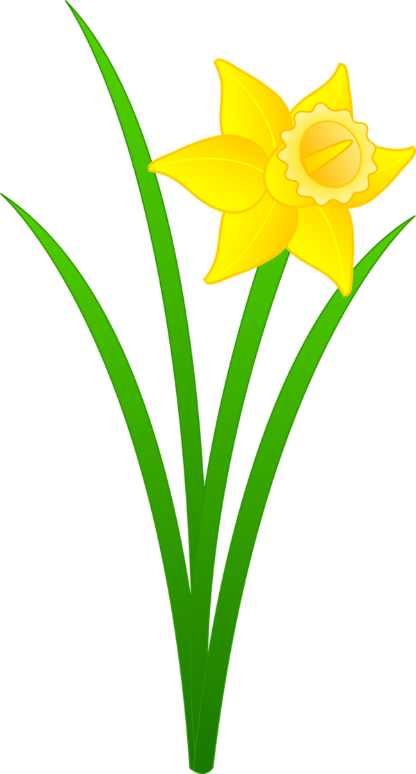Free Daffodil Flower Plant Cut Flowers Clipart Clipart Transparent Background