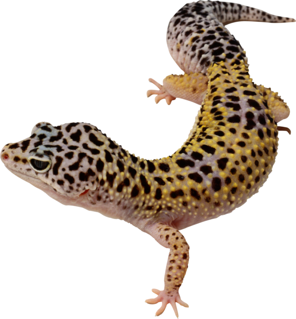 Free Leopard Reptile Scaled Reptile Lizard Clipart Clipart Transparent Background