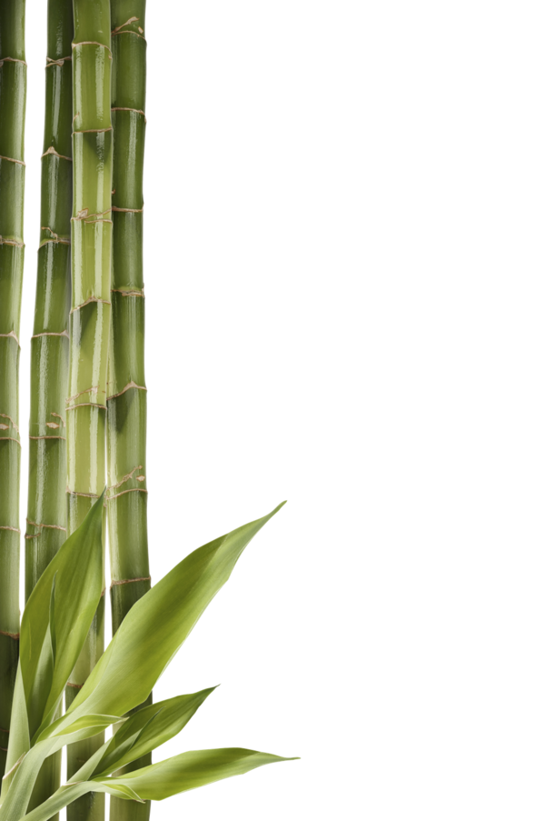 Free Family Bamboo Grass Family Plant Stem Clipart Clipart Transparent Background