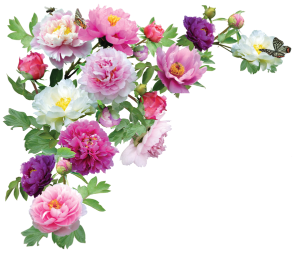 Free Rose Flower Plant Cut Flowers Clipart Clipart Transparent Background
