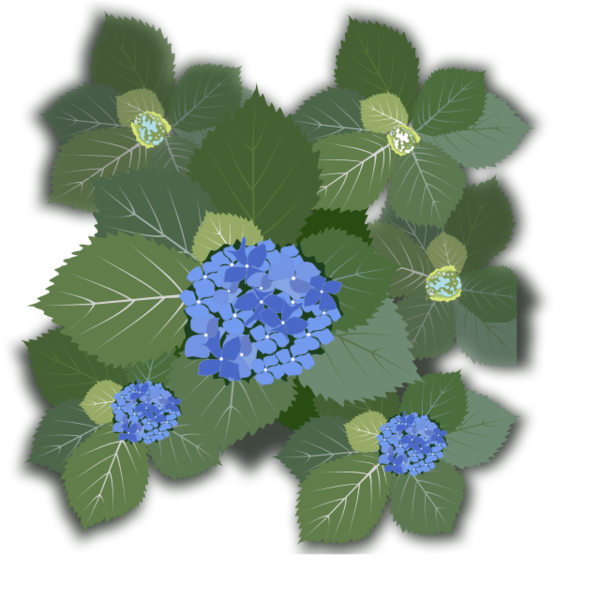 Free Hydrangea Flower Plant Hydrangea Clipart Clipart Transparent Background