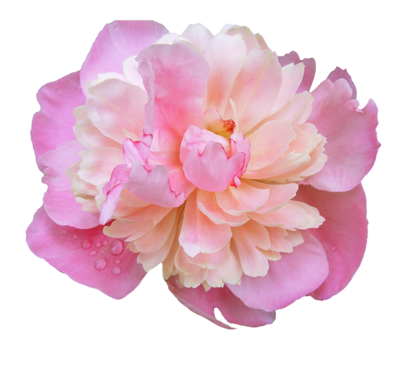 Free Rose Flower Peony Plant Clipart Clipart Transparent Background