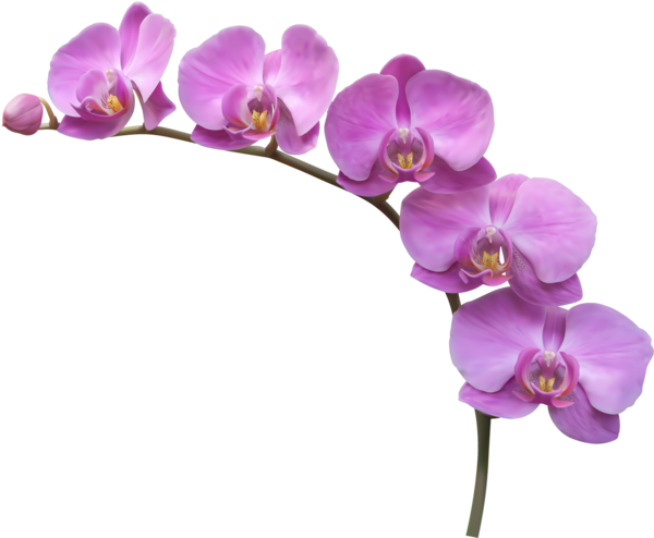Free Orchid Flower Plant Violet Clipart Clipart Transparent Background