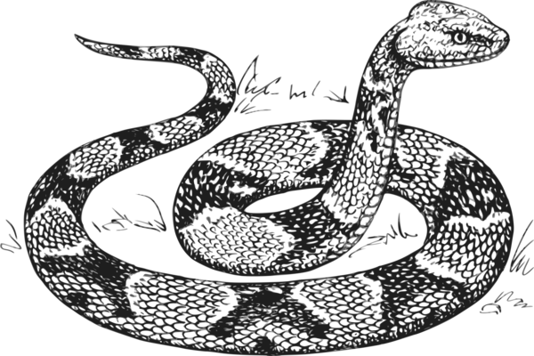 Free Snake Reptile Serpent Snake Clipart Clipart Transparent Background