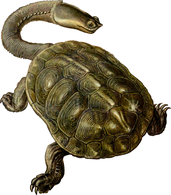 Free Turtle Turtle Reptile Tortoise Clipart Clipart Transparent Background