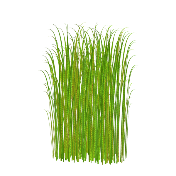 Free Lawn Grass Grass Family Plant Clipart Clipart Transparent Background