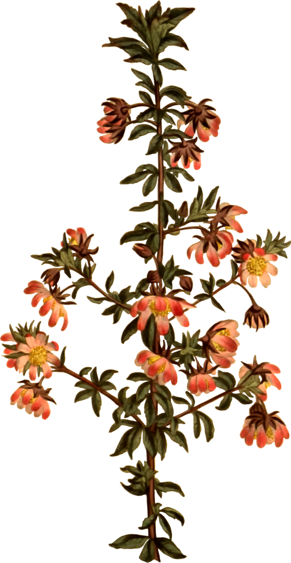 Free Leaf Flower Tree Plant Clipart Clipart Transparent Background