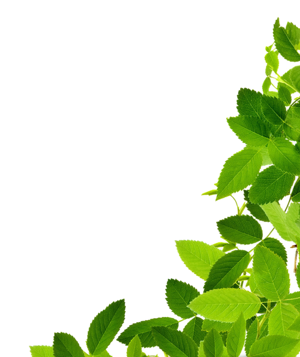 Free Herb Leaf Plant Tree Clipart Clipart Transparent Background