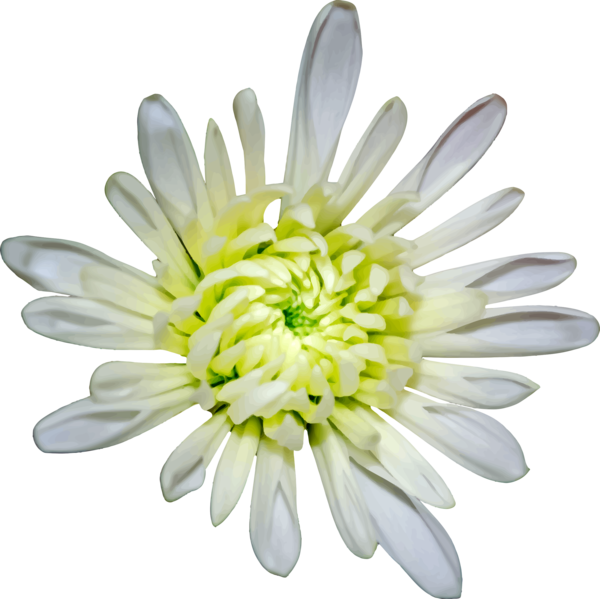 Free Gerbera Flower Daisy Petal Clipart Clipart Transparent Background