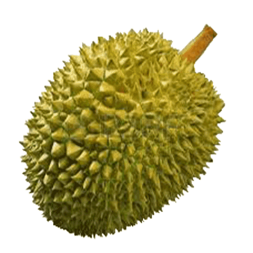 Free Fruit Durian Fruit Food Clipart Clipart Transparent Background