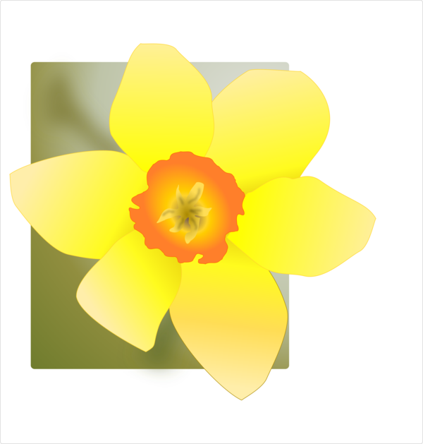 Free Daffodil Flower Petal Narcissus Clipart Clipart Transparent Background