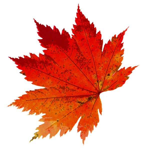 Free Autumn Maple Leaf Leaf Tree Clipart Clipart Transparent Background
