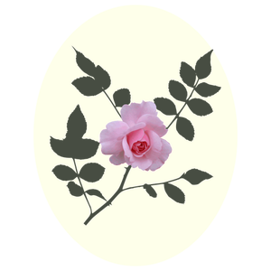 Free Rose Flower Petal Rose Family Clipart Clipart Transparent Background