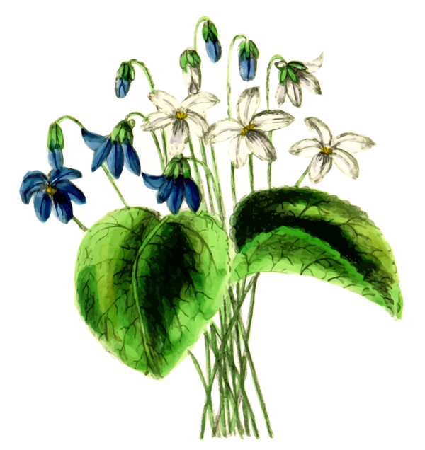 Free Lily Plant Flower Flora Clipart Clipart Transparent Background