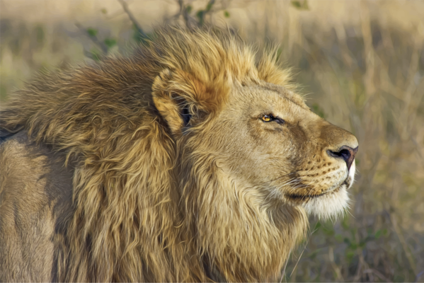 Free Lion Wildlife Lion Masai Lion Clipart Clipart Transparent Background