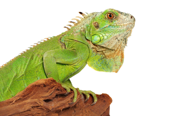 Free Lizard Reptile Iguana Iguania Clipart Clipart Transparent Background