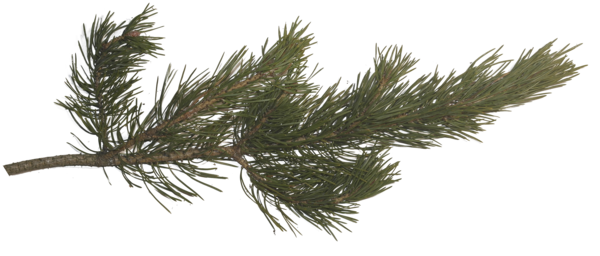 Free Family Tree Branch Pine Family Clipart Clipart Transparent Background