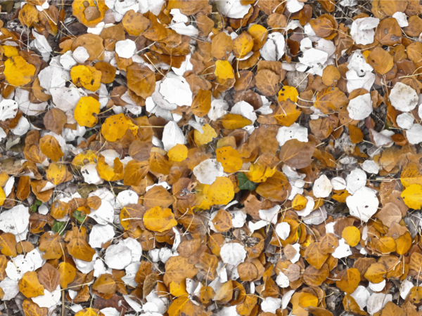 Free Autumn Leaf Autumn Deciduous Clipart Clipart Transparent Background
