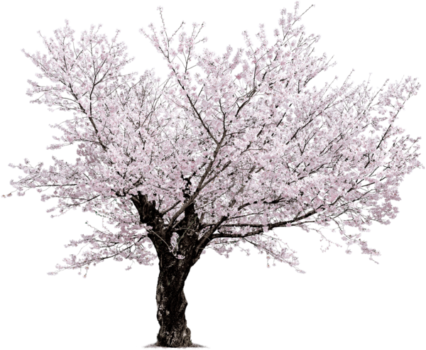 Free Spring Tree Branch Blossom Clipart Clipart Transparent Background