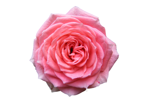 Free Garden Rose Flower Rose Family Clipart Clipart Transparent Background