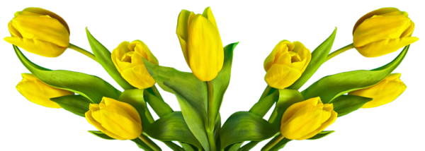 Free Tulip Flower Plant Bud Clipart Clipart Transparent Background