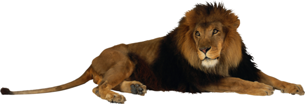 Free Lion Lion Wildlife Fur Clipart Clipart Transparent Background