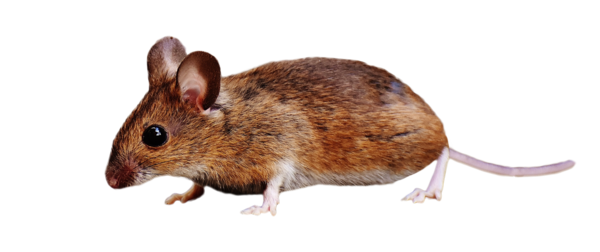 Free Mice Mouse Rat Muridae Clipart Clipart Transparent Background