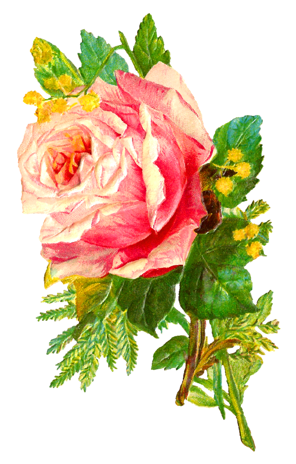 Free Rose Flower Garden Roses Rose Clipart Clipart Transparent Background