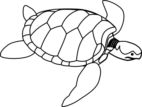 Free Turtle Tortoise Turtle Sea Turtle Clipart Clipart Transparent Background