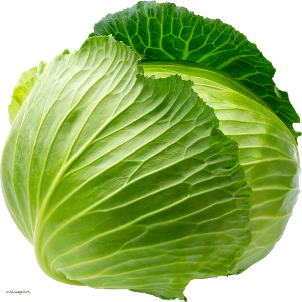 Free Spring Cabbage Vegetable Leaf Clipart Clipart Transparent Background