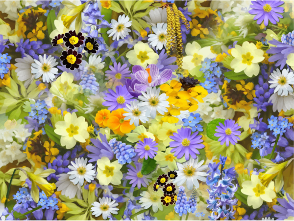 Free Spring Flower Plant Wildflower Clipart Clipart Transparent Background