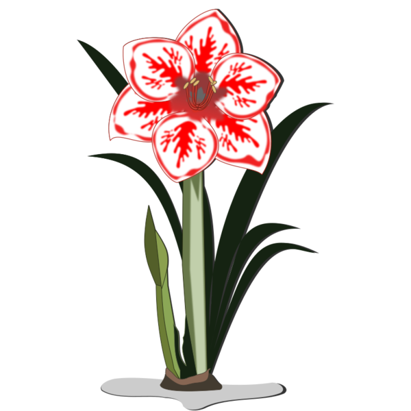 Free Lily Flower Plant Amaryllis Belladonna Clipart Clipart Transparent Background