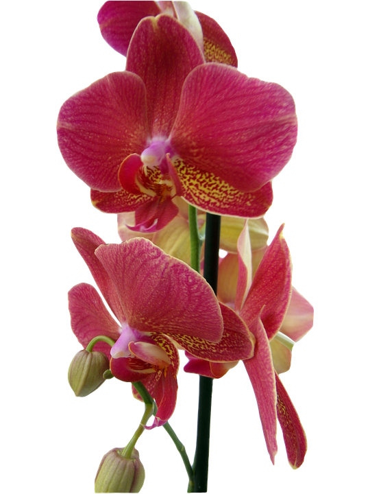 Free Orchid Flower Plant Moth Orchid Clipart Clipart Transparent Background