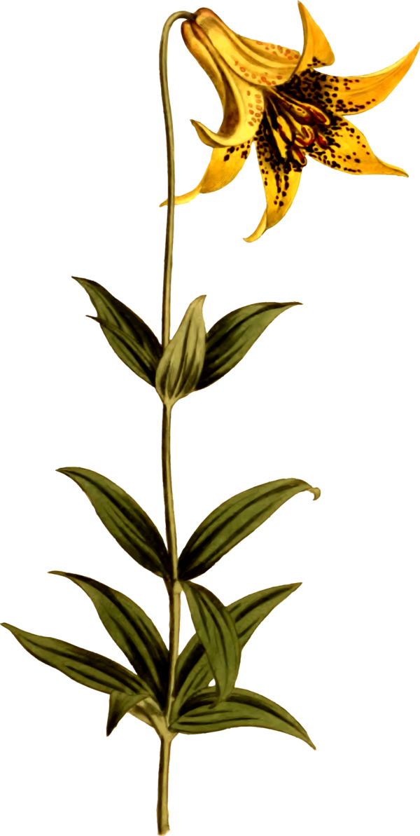 Free Lily Flower Plant Flora Clipart Clipart Transparent Background