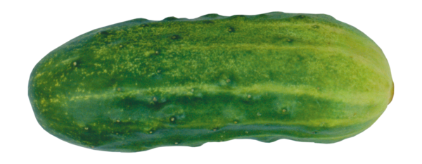 Free Vegetable Vegetable Melon Cucumber Clipart Clipart Transparent Background