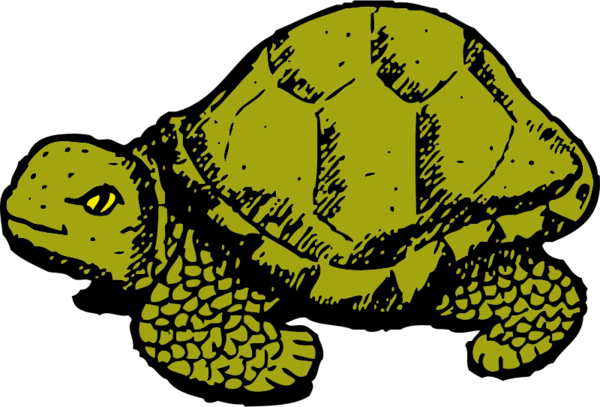 Free Turtle Turtle Tortoise Reptile Clipart Clipart Transparent Background