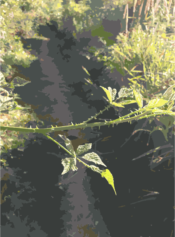 Free Water Leaf Plant Vegetation Clipart Clipart Transparent Background