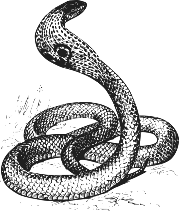 Free Snake Reptile Snake Serpent Clipart Clipart Transparent Background
