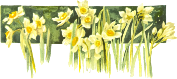 Free Spring Flower Narcissus Plant Clipart Clipart Transparent Background